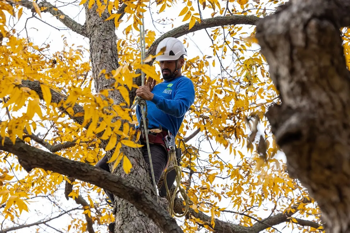 Skilled Tree Planing crew working in Laveen