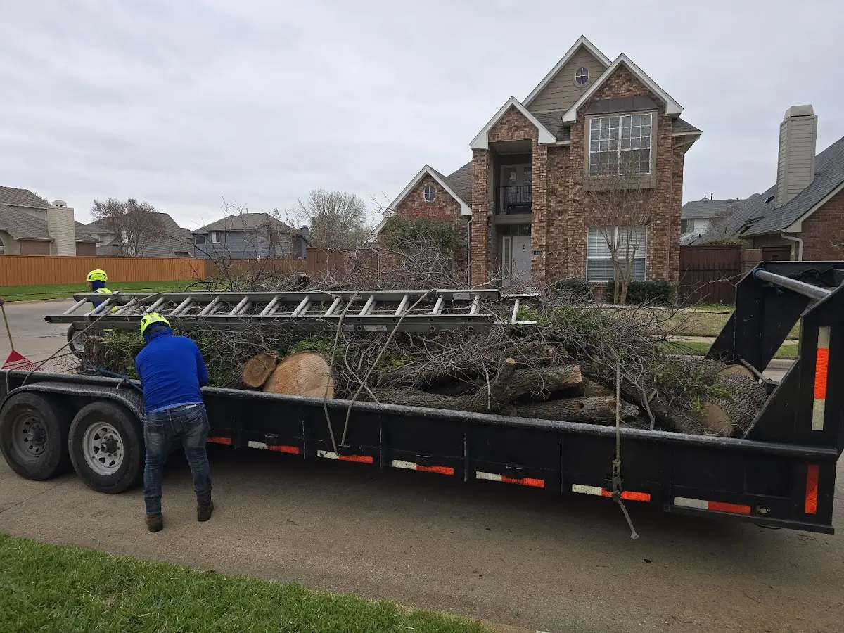 Expert Tree Pest Control with proper safety equipment in Laveen